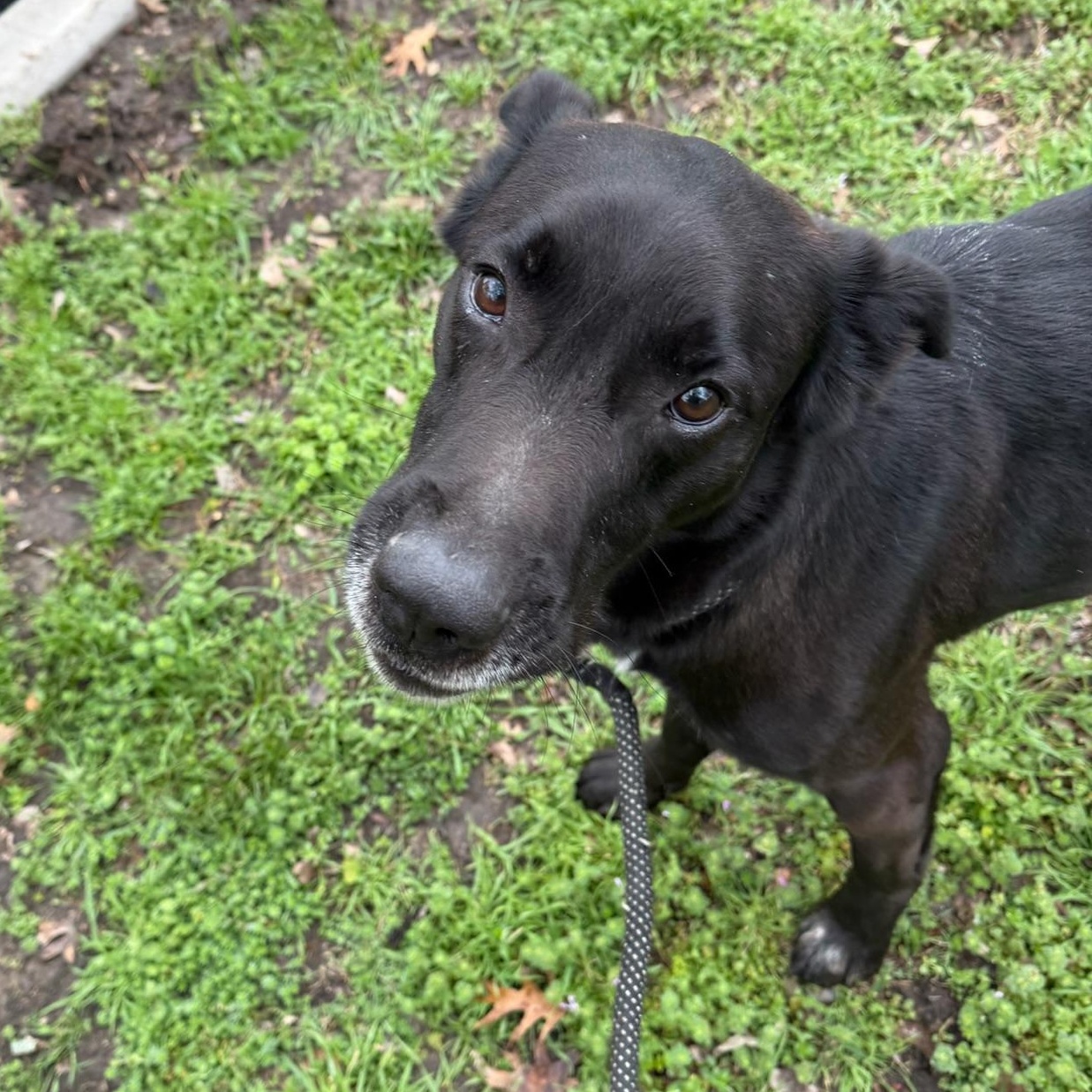 Enlarge Freedom, a ADOPTABLE mixed breed in Sherman, TX image 2/2