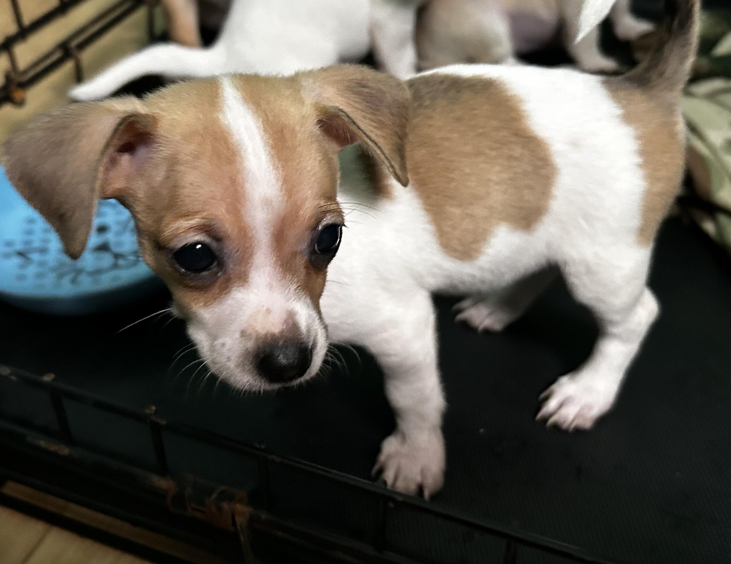 Hazel, a ADOPTABLE mixed breed in Lafayette Hill, PA image 1/3