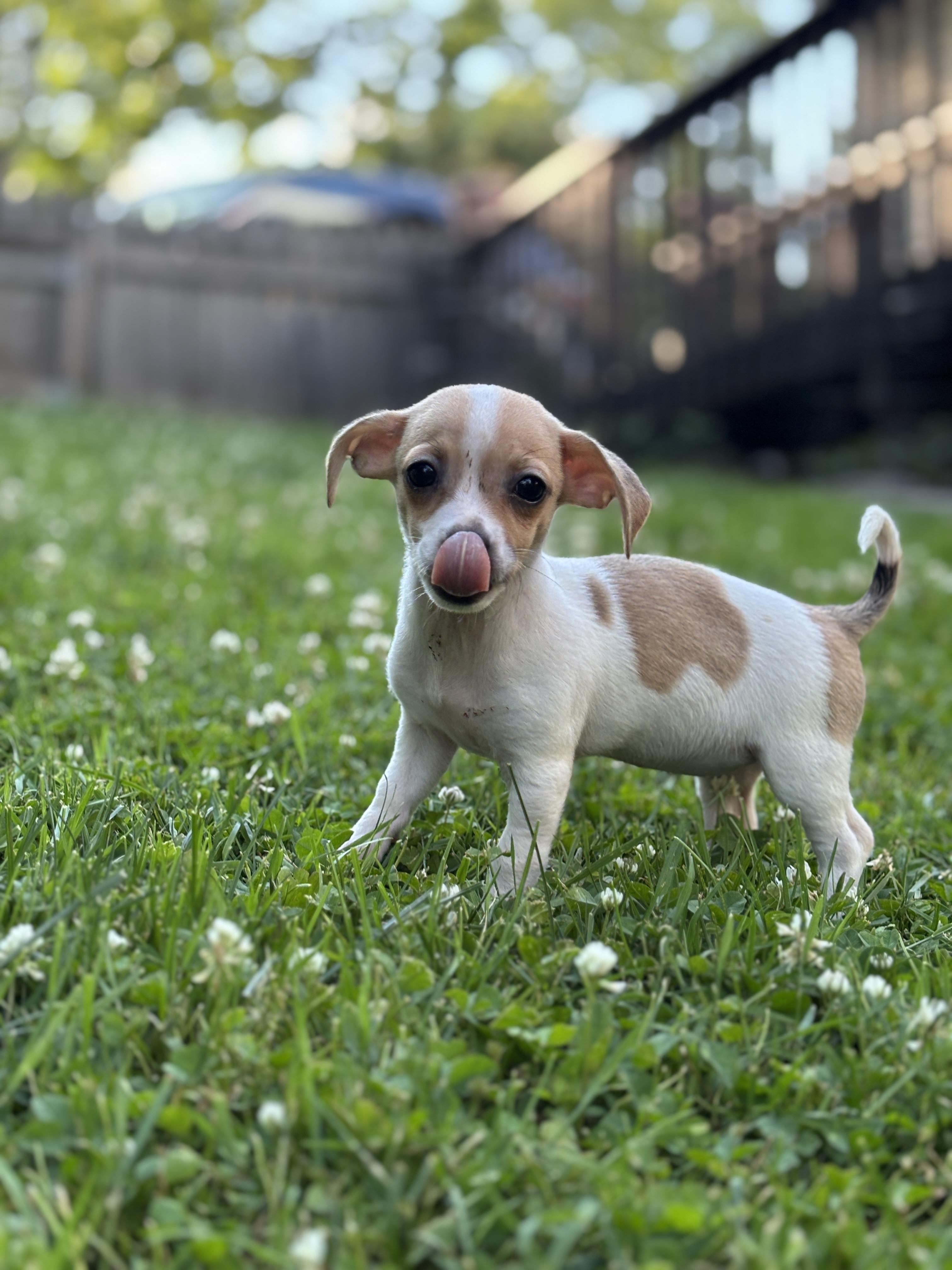 Hazel, a ADOPTABLE mixed breed in Lafayette Hill, PA image 3/3