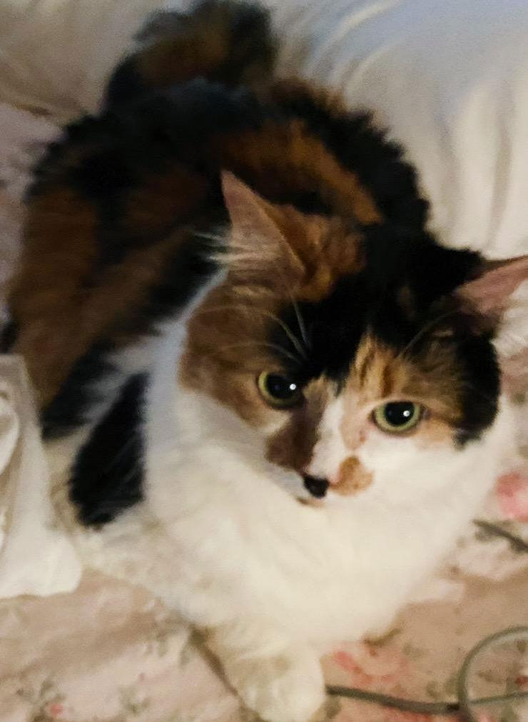 Savanna - Center Foster Home, Adoptable, Adult Female Calico.