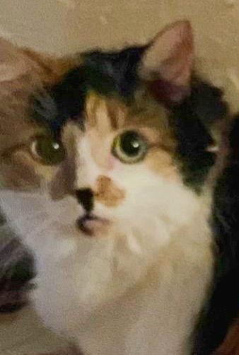 Enlarge Savanna - Center Foster Home, a Adoptable Calico in Oakland Park, FL image 2/6