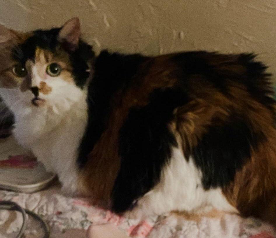 Enlarge Savanna - Center Foster Home, a Adoptable Calico in Oakland Park, FL image 3/6