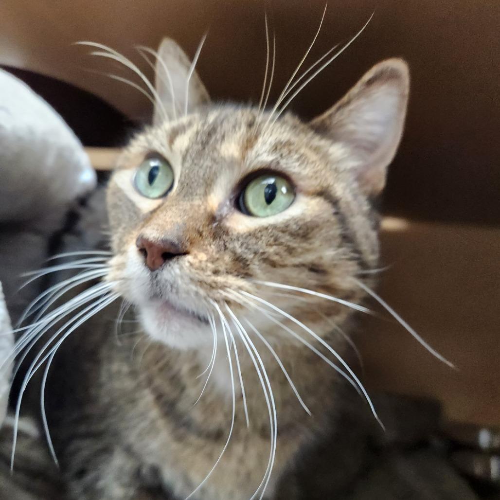 Franklin, a Adoptable Domestic Short Hair in Brookfield, WI image 1/3