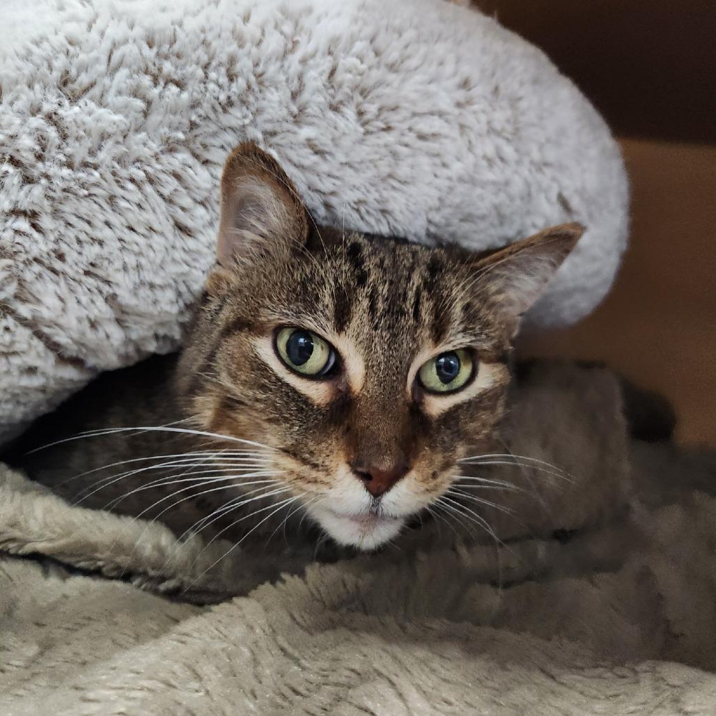 Franklin, a Adoptable Domestic Short Hair in Brookfield, WI image 2/3