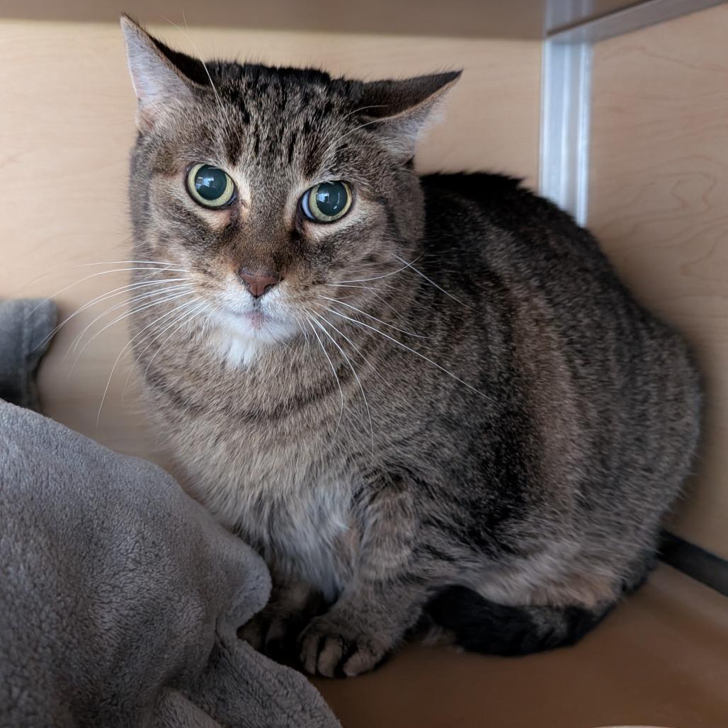 Franklin, a Adoptable Domestic Short Hair in Brookfield, WI image 3/3