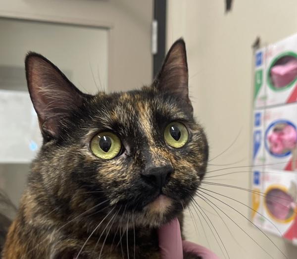 Zaboo, Adoptable, Adult Female Domestic Short Hair.