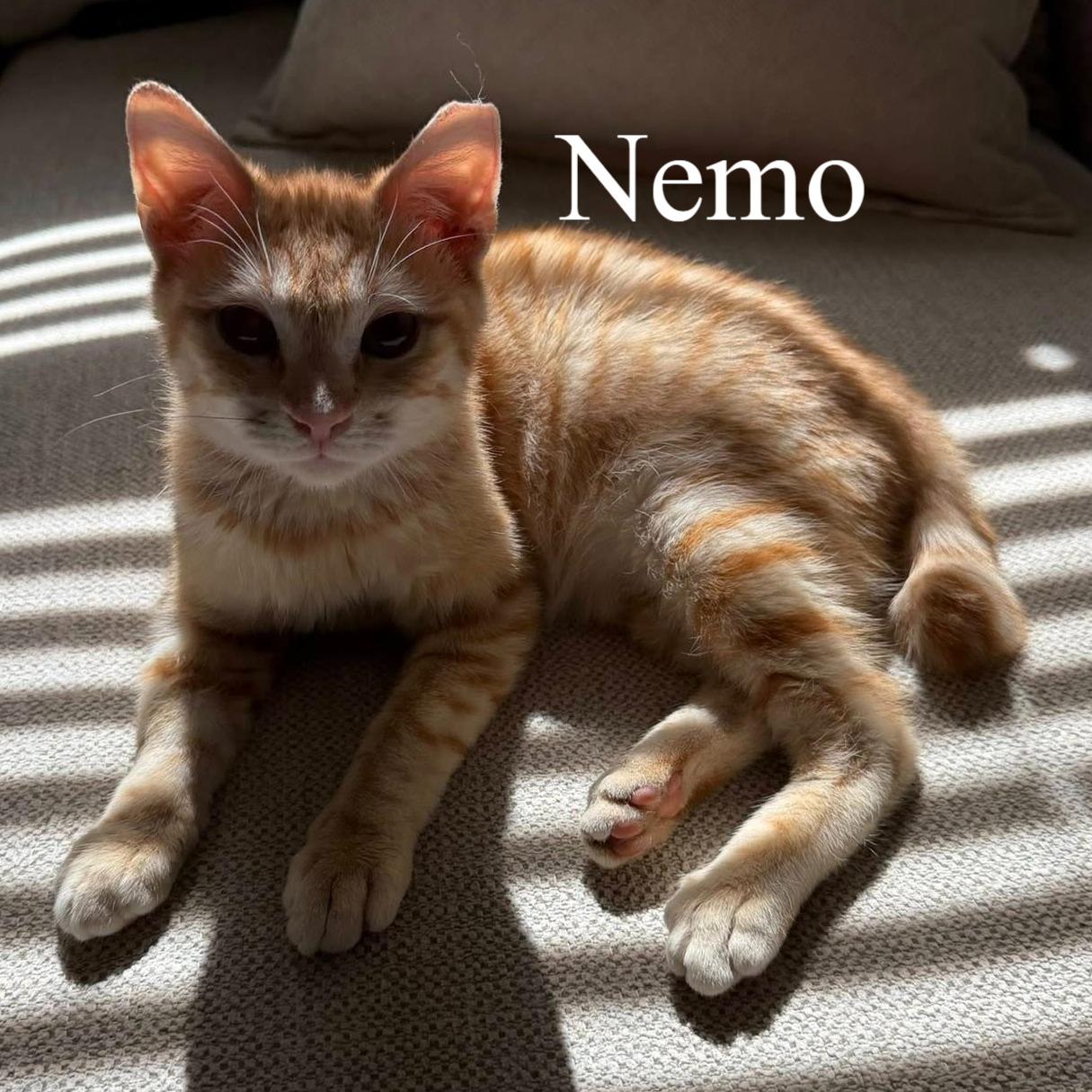 Enlarge Nemo, a ADOPTABLE Domestic Short Hair in Queen Creek, AZ image 2/5