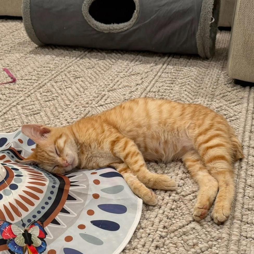 Enlarge Nemo, a ADOPTABLE Domestic Short Hair in Queen Creek, AZ image 3/5