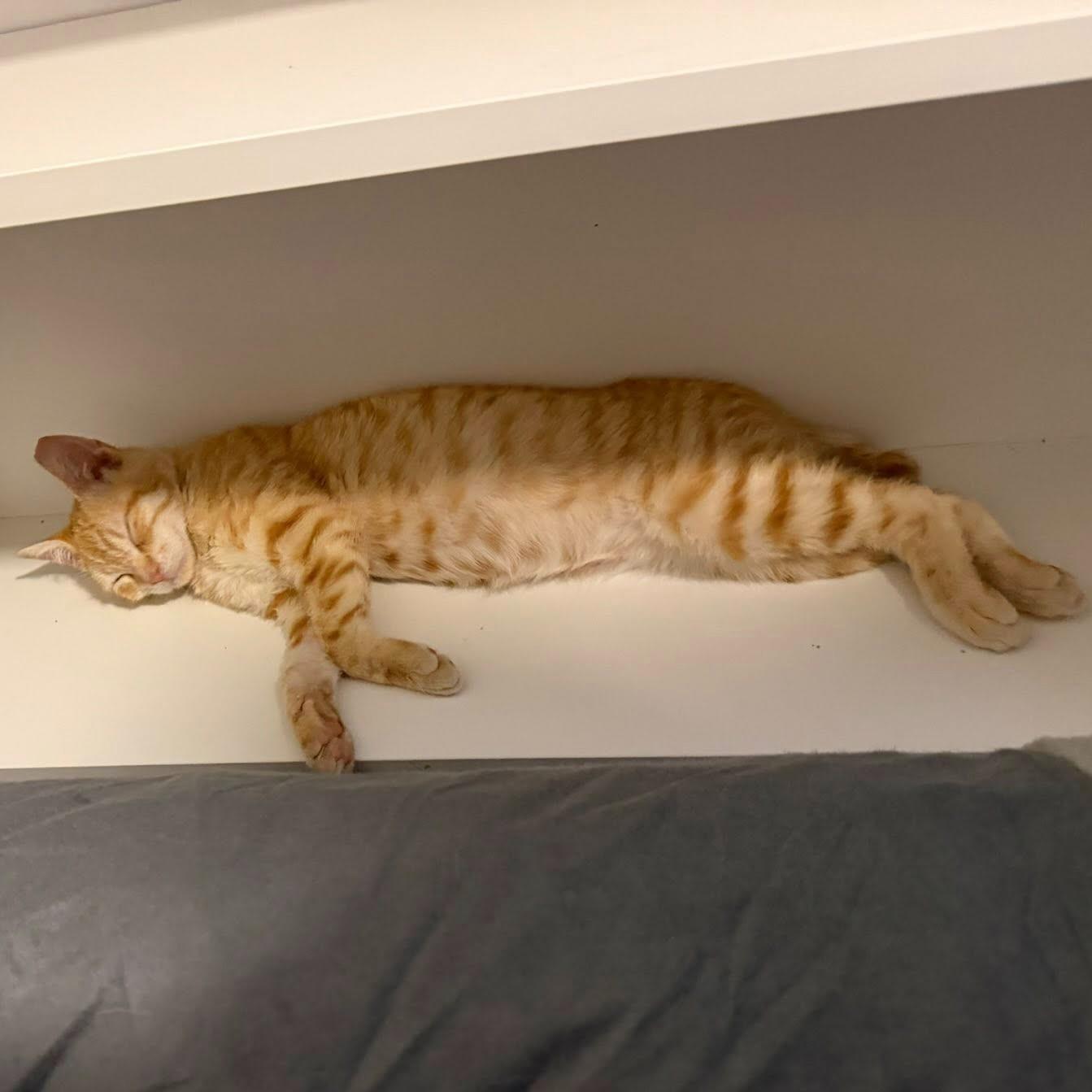 Enlarge Nemo, a ADOPTABLE Domestic Short Hair in Queen Creek, AZ image 4/5