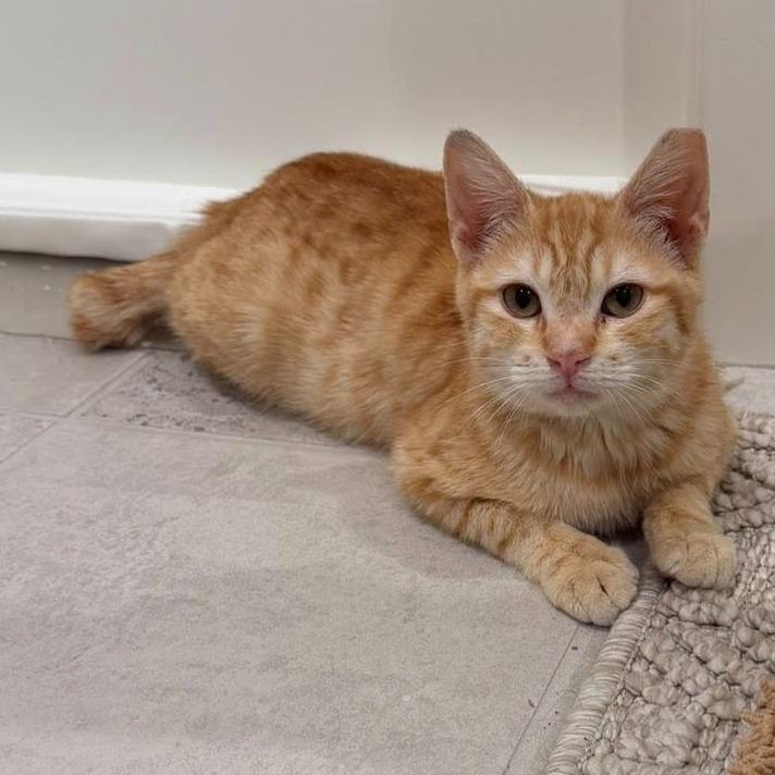 Nemo, ADOPTABLE, Kitten Male Domestic Short Hair.