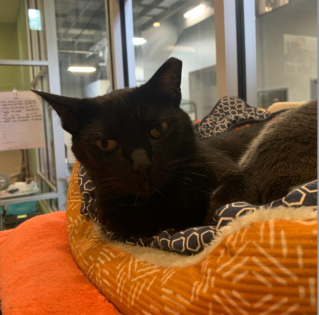 Jesse Owens, Adoptable, Senior Male Domestic Short Hair.