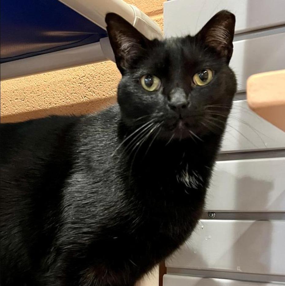 Jesse Owens, Adoptable, Senior Male Domestic Short Hair.