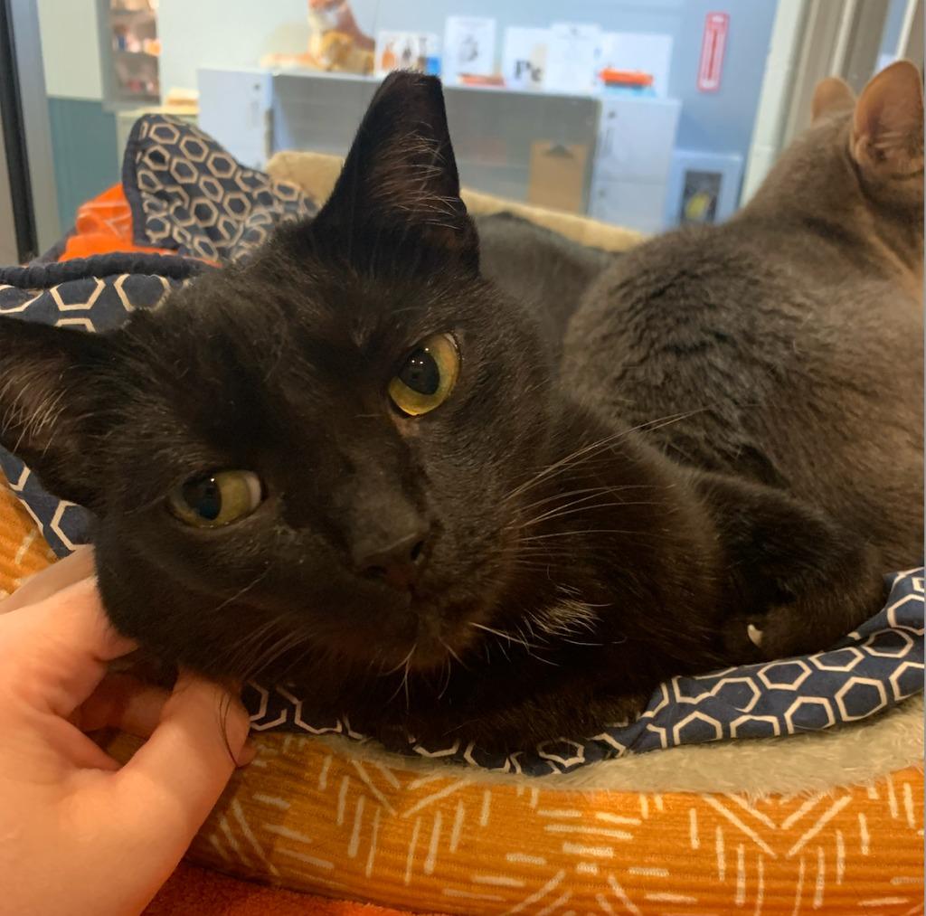 Jesse Owens, Adoptable, Senior Male Domestic Short Hair.