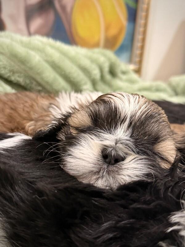 Enlarge Gouda Little Gooda, a Adoptable mixed breed in Friendswood, TX image 5/6