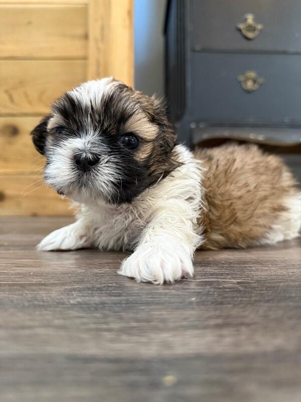 Enlarge Gouda Little Gooda, a Adoptable mixed breed in Friendswood, TX image 3/6