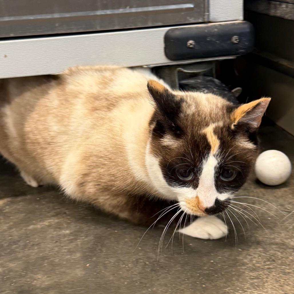 Enlarge Mai Tai, a Adoptable Domestic Short Hair in Garfield, AR image 1/1