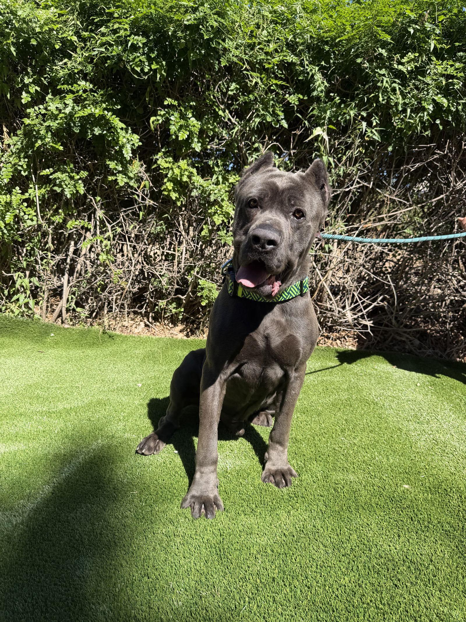 Enlarge Blu - ADOPTED, a Adoptable Cane Corso in Glendale, AZ image 1/3