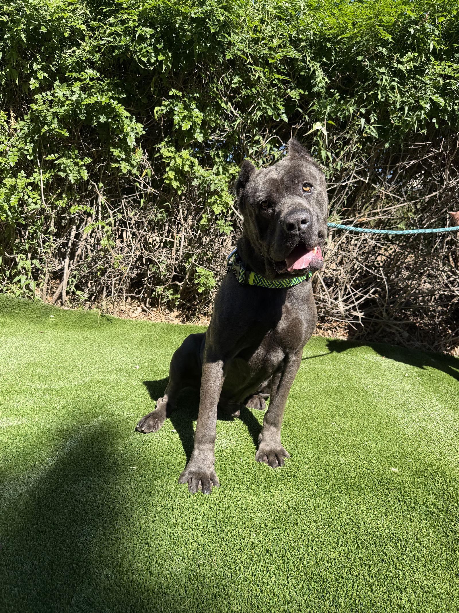 Enlarge Blu - ADOPTED, a Adoptable Cane Corso in Glendale, AZ image 2/3