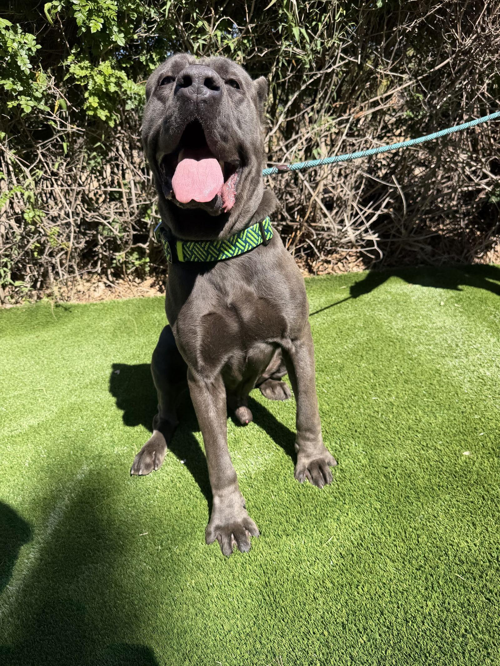 Enlarge Blu - ADOPTED, a Adoptable Cane Corso in Glendale, AZ image 3/3