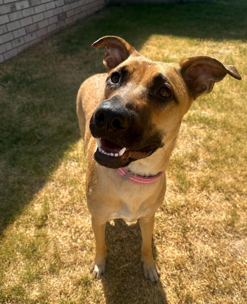Enlarge Willow, a Adoptable mixed breed in Shawnee, OK image 1/6