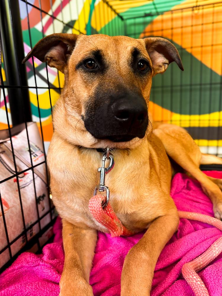 Enlarge Willow, a Adoptable mixed breed in Shawnee, OK image 2/6
