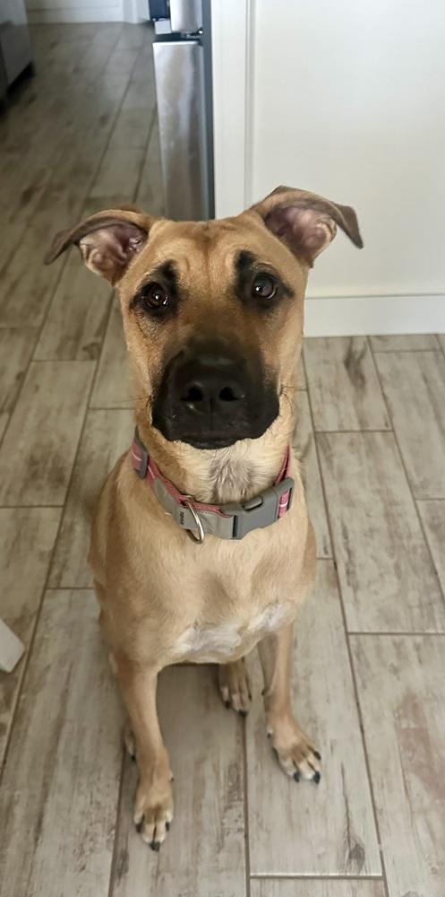 Enlarge Willow, a Adoptable mixed breed in Shawnee, OK image 3/6
