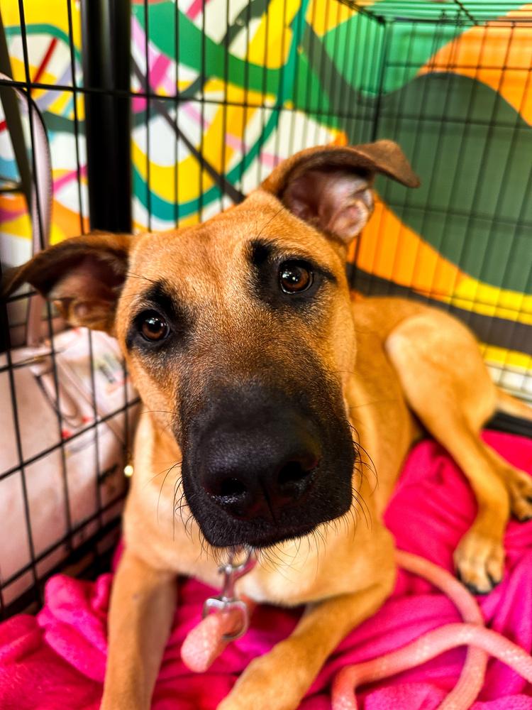 Enlarge Willow, a Adoptable mixed breed in Shawnee, OK image 4/6