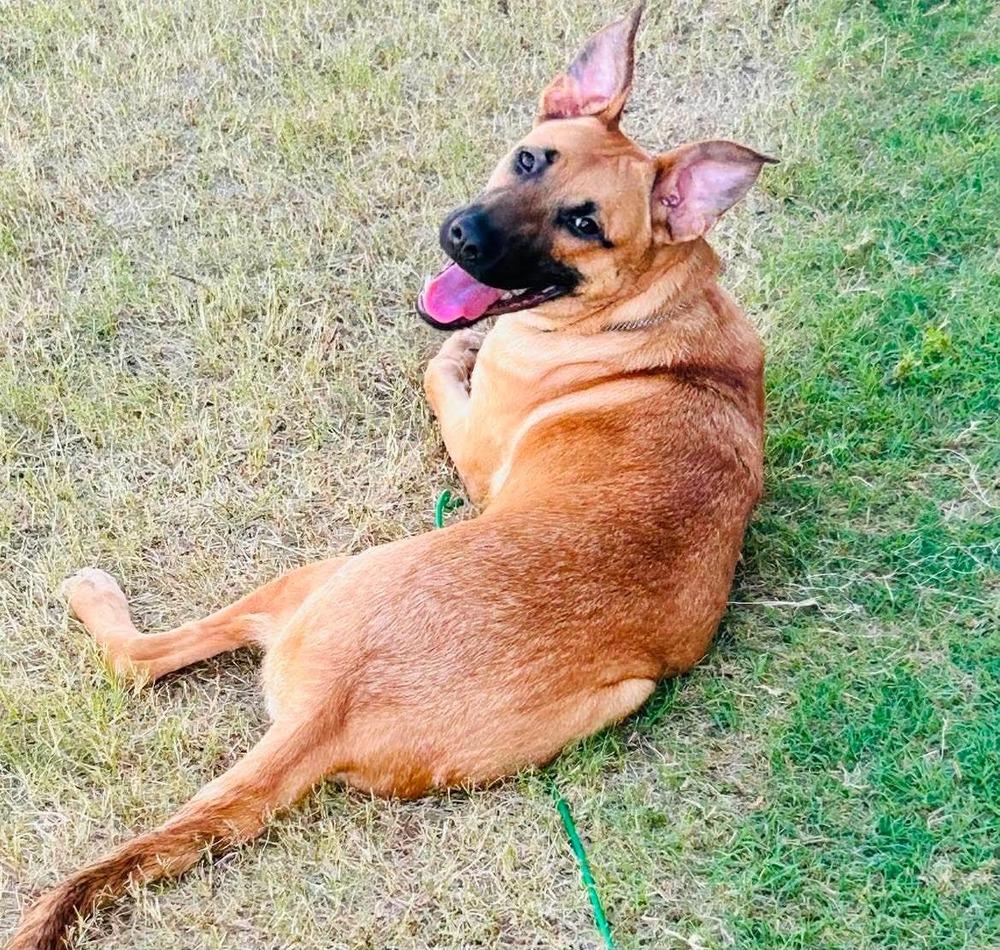 Enlarge Willow, a Adoptable mixed breed in Shawnee, OK image 5/6