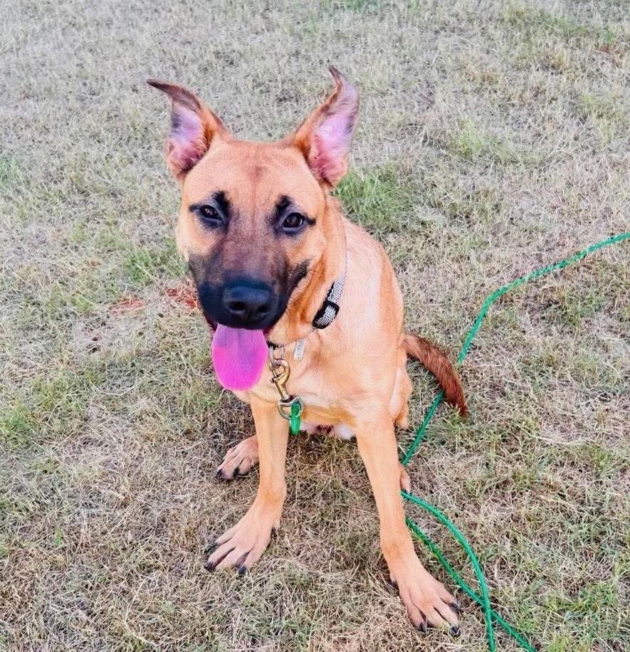 Enlarge Willow, a Adoptable mixed breed in Shawnee, OK image 6/6