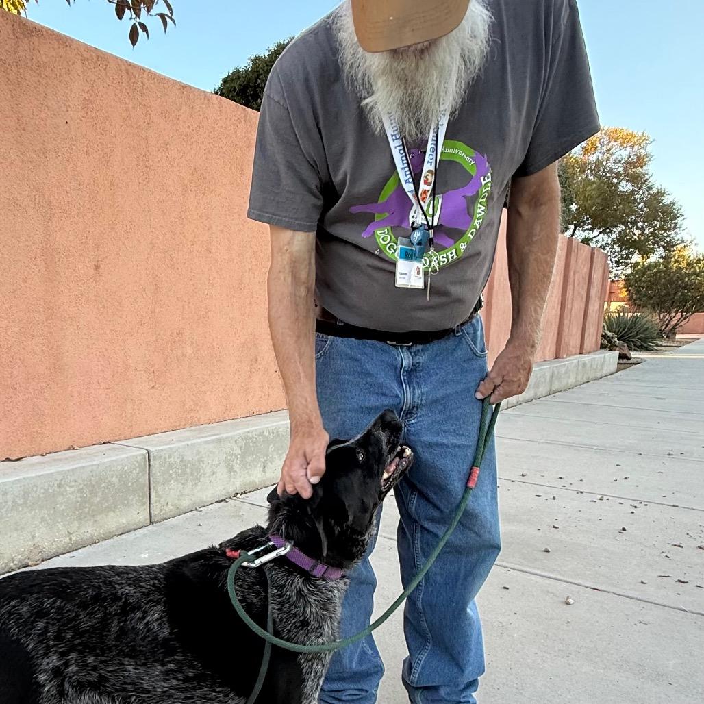 Josie, Adoptable, Senior Female Australian Cattle Dog / Blue Heeler & Mixed Breed.
