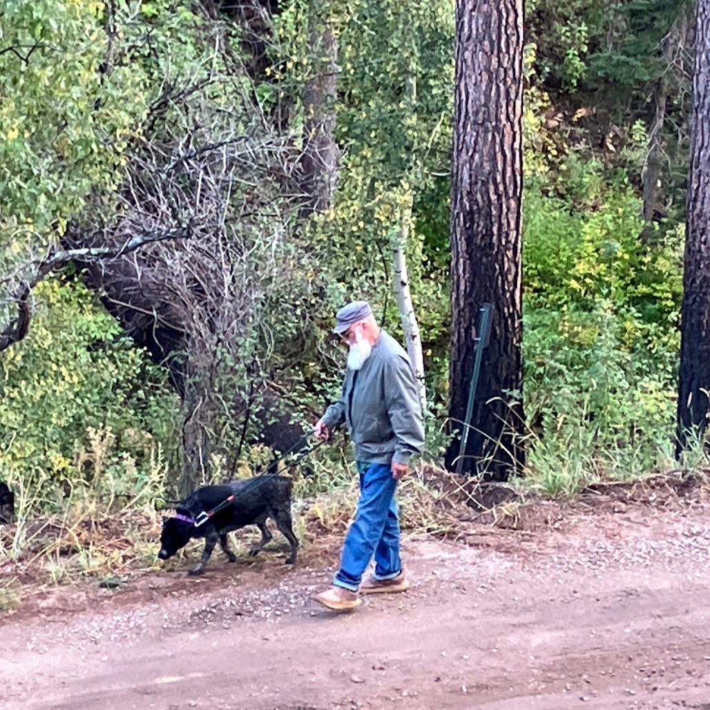 Enlarge Josie, a Adoptable mixed breed in Albuquerque, NM image 2/6