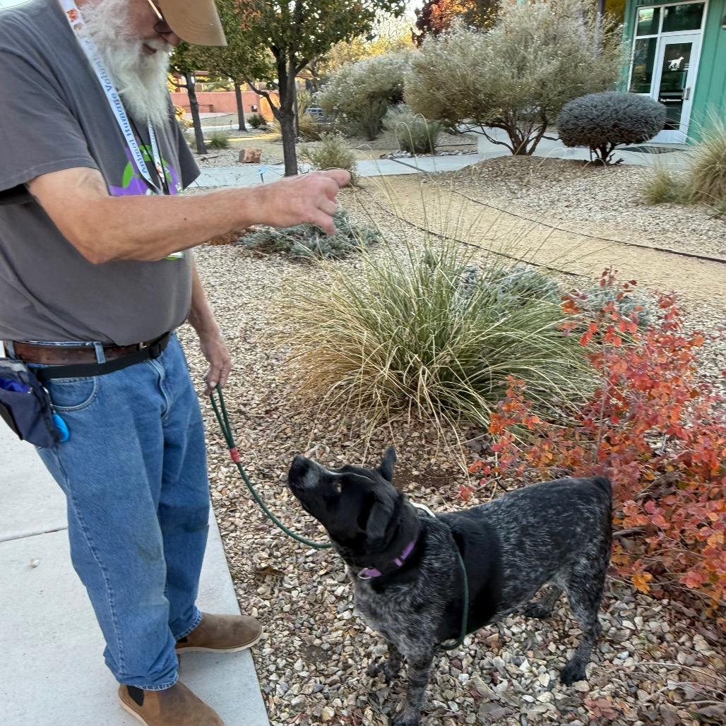 Enlarge Josie, a Adoptable mixed breed in Albuquerque, NM image 3/6