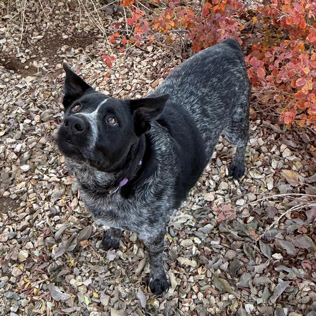 Enlarge Josie, a Adoptable mixed breed in Albuquerque, NM image 4/6