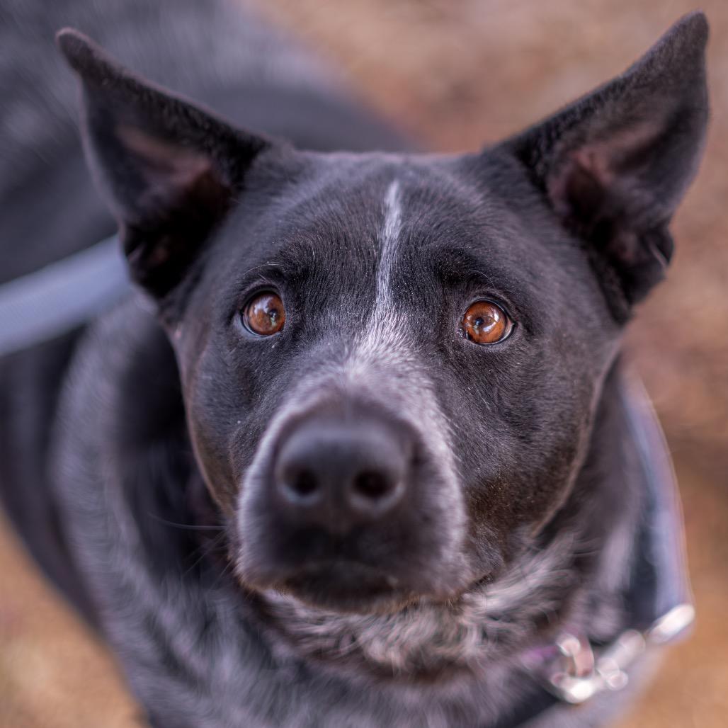 Enlarge Josie, a Adoptable mixed breed in Albuquerque, NM image 5/6