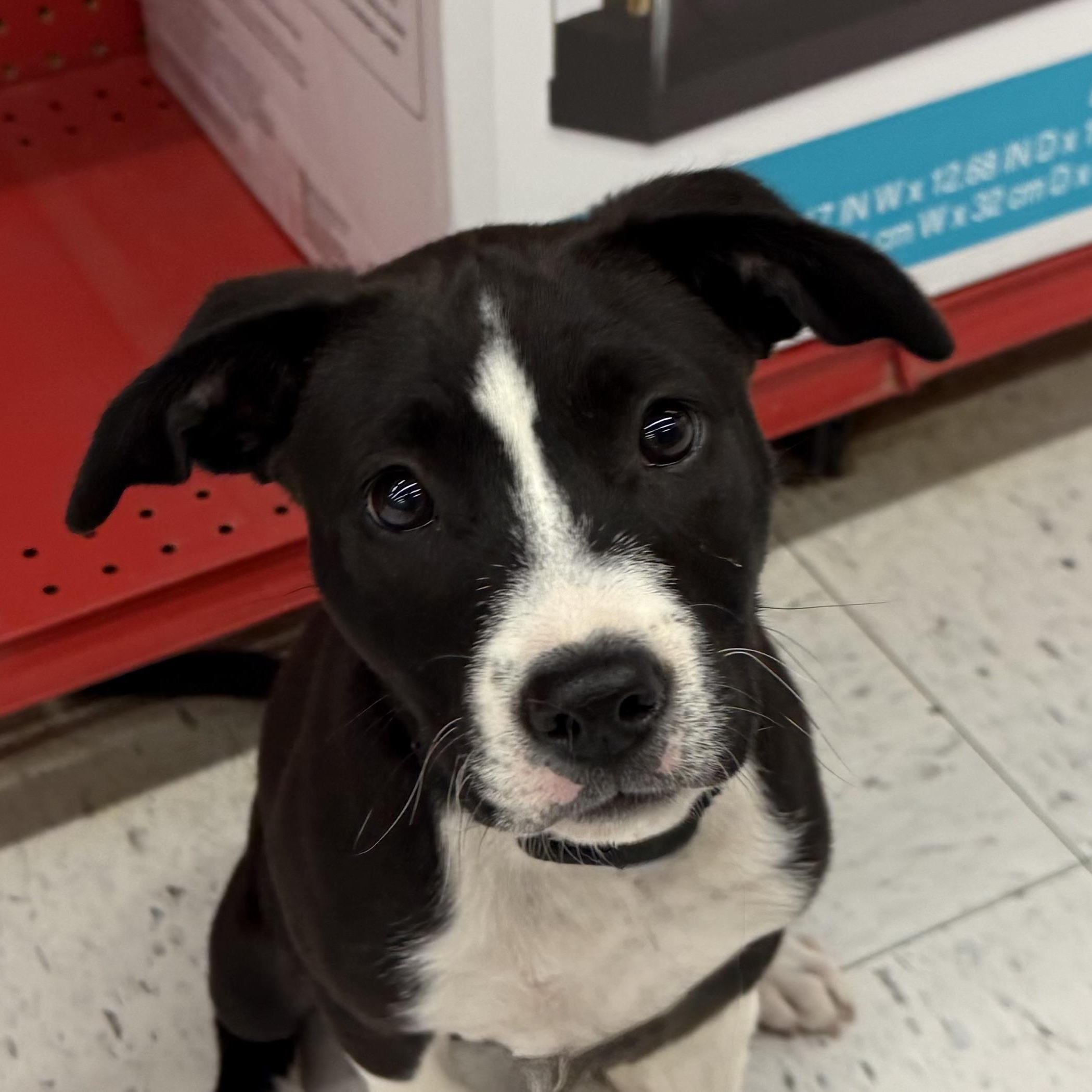 Enlarge Rollie Pollie, an adoptable mixed breed in South Saint Paul, MN image 1/6
