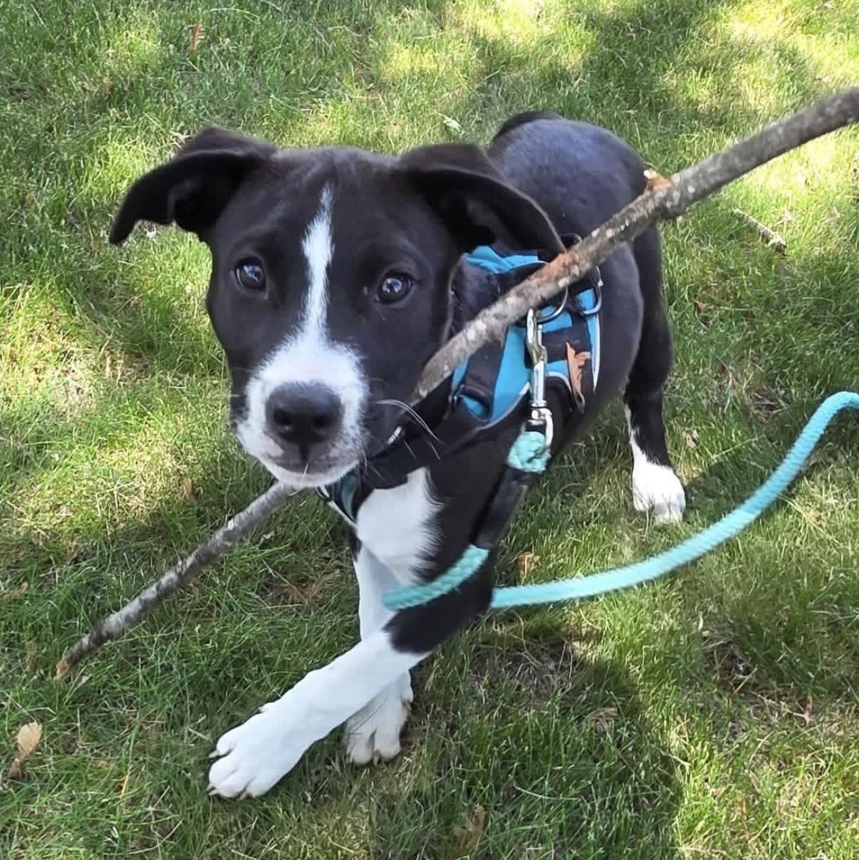 Rollie Pollie, an adoptable mixed breed in South Saint Paul, MN image 1/6