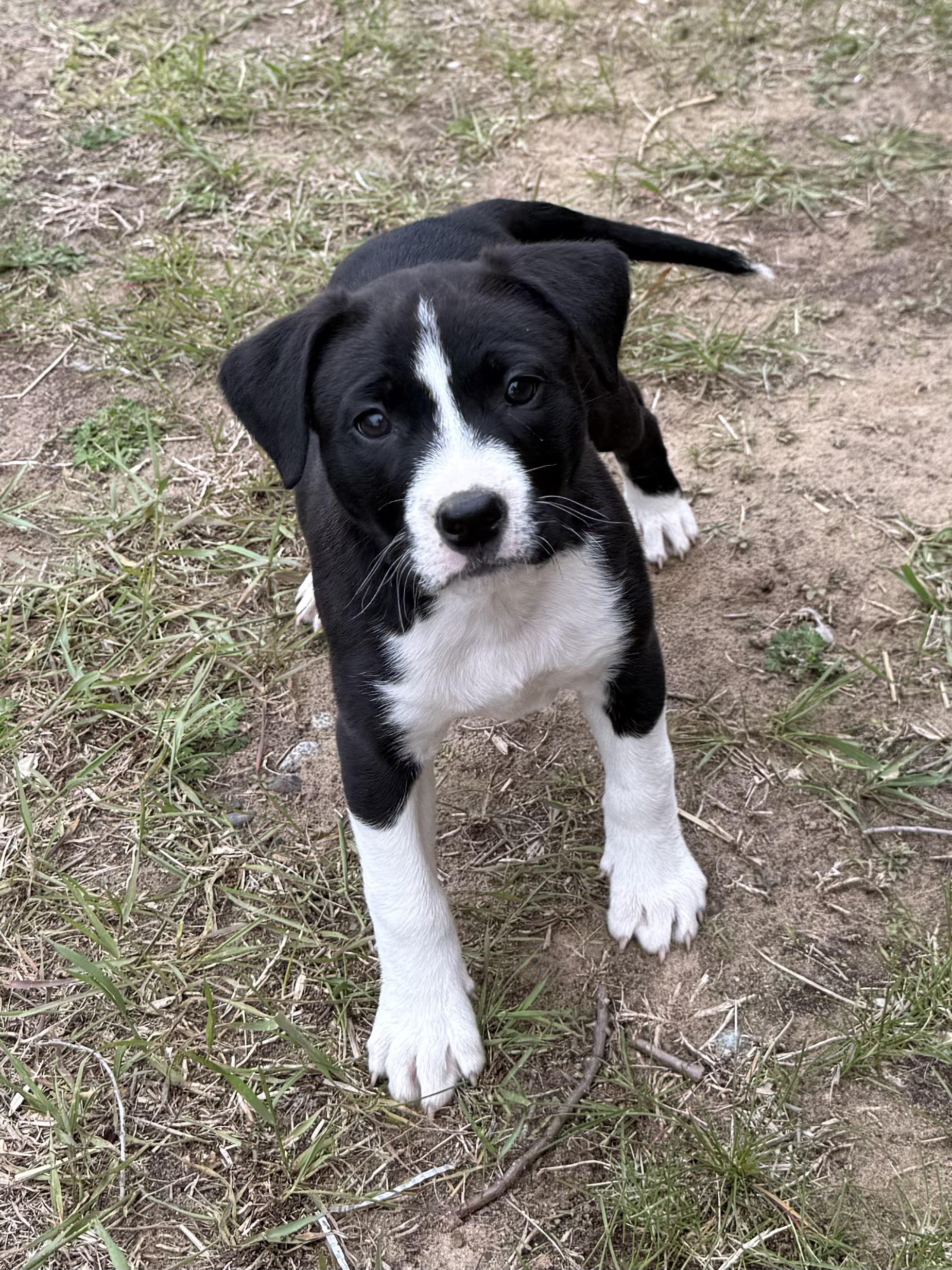 Rollie Pollie, an adoptable mixed breed in South Saint Paul, MN image 4/5