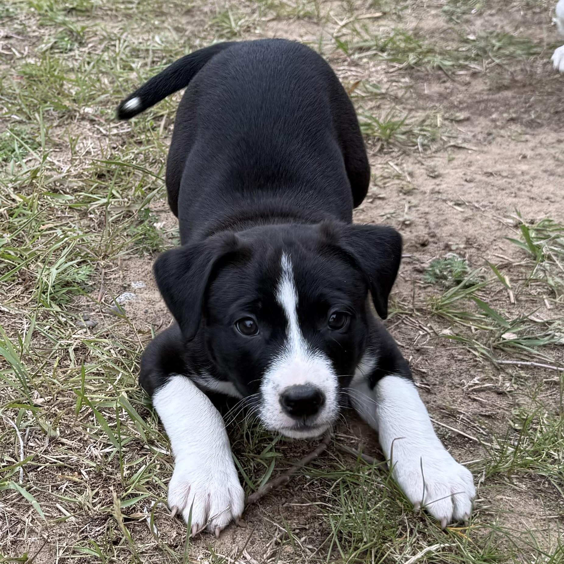 Rollie Pollie, an adoptable mixed breed in South Saint Paul, MN image 2/5