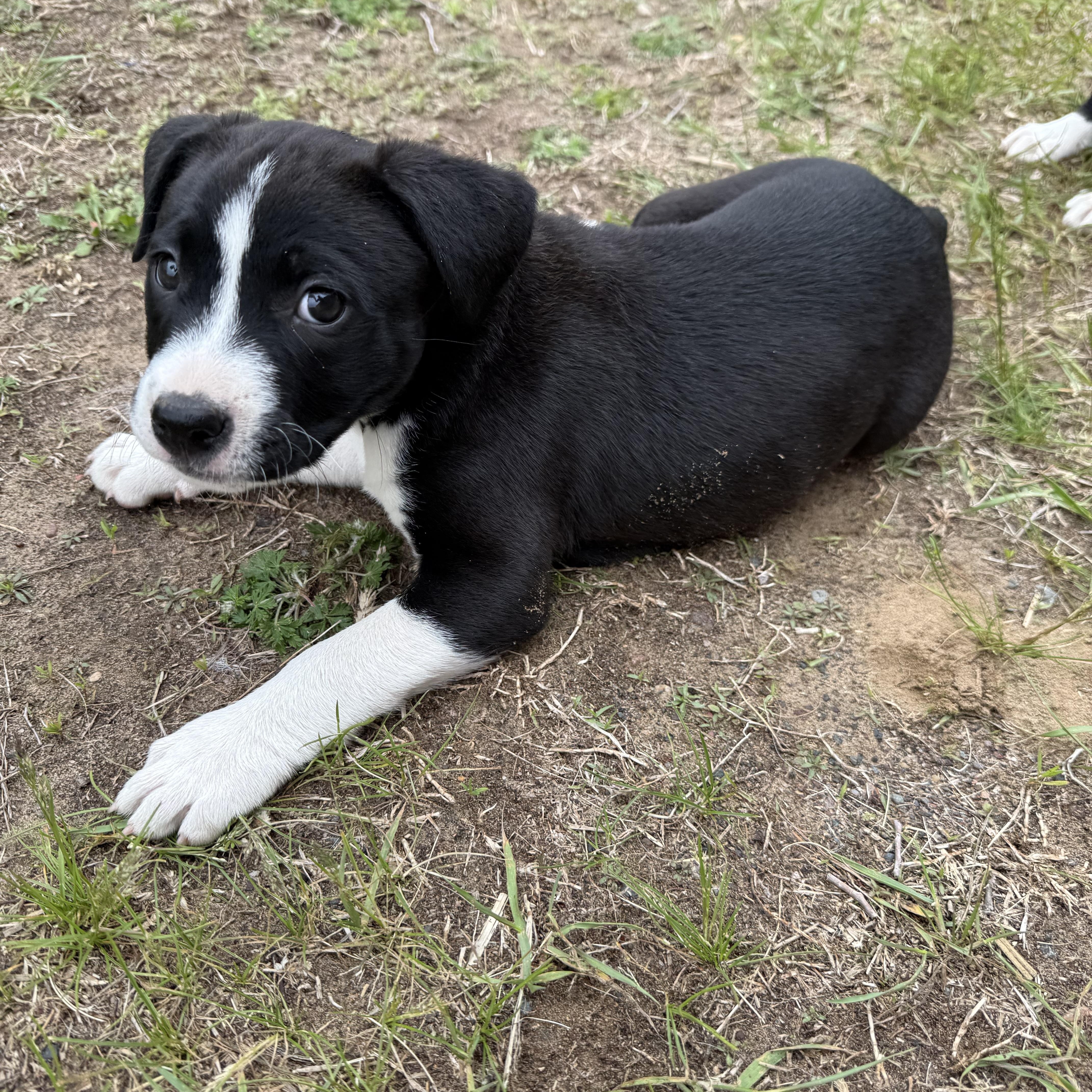 Rollie Pollie, an adoptable mixed breed in South Saint Paul, MN image 5/5