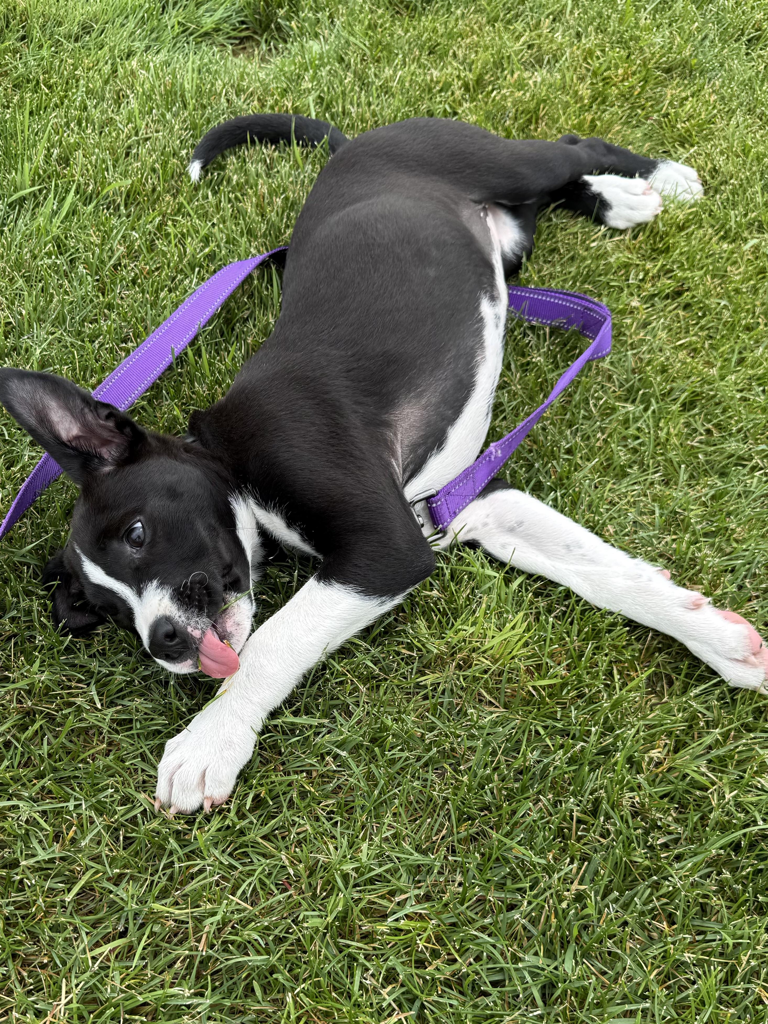 Enlarge Rollie Pollie, an adoptable mixed breed in South Saint Paul, MN image 5/6