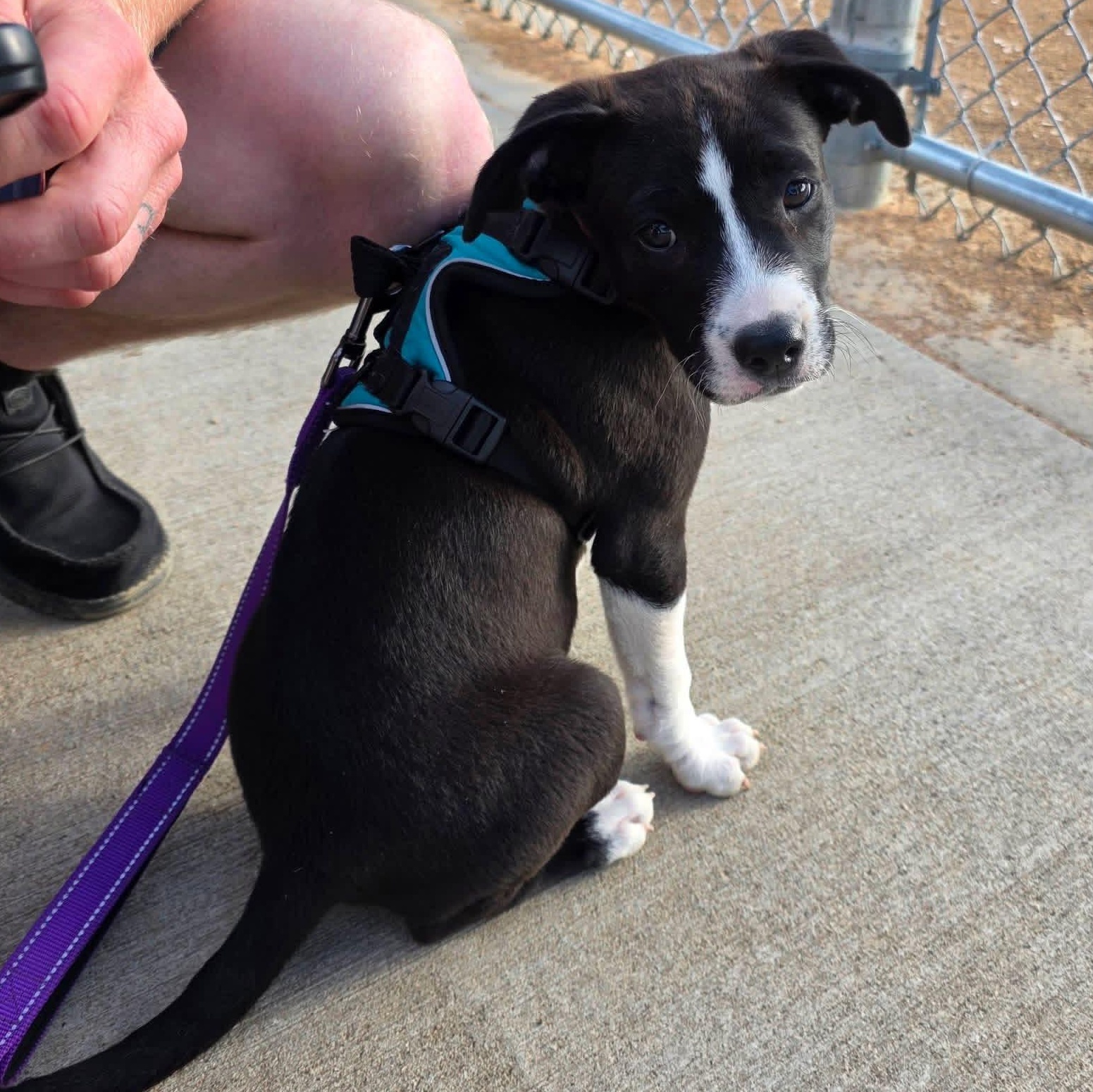 Enlarge Rollie Pollie, an adoptable mixed breed in South Saint Paul, MN image 3/6