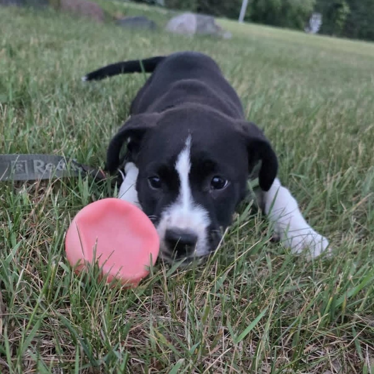 Enlarge Rollie Pollie, an adoptable mixed breed in South Saint Paul, MN image 6/6