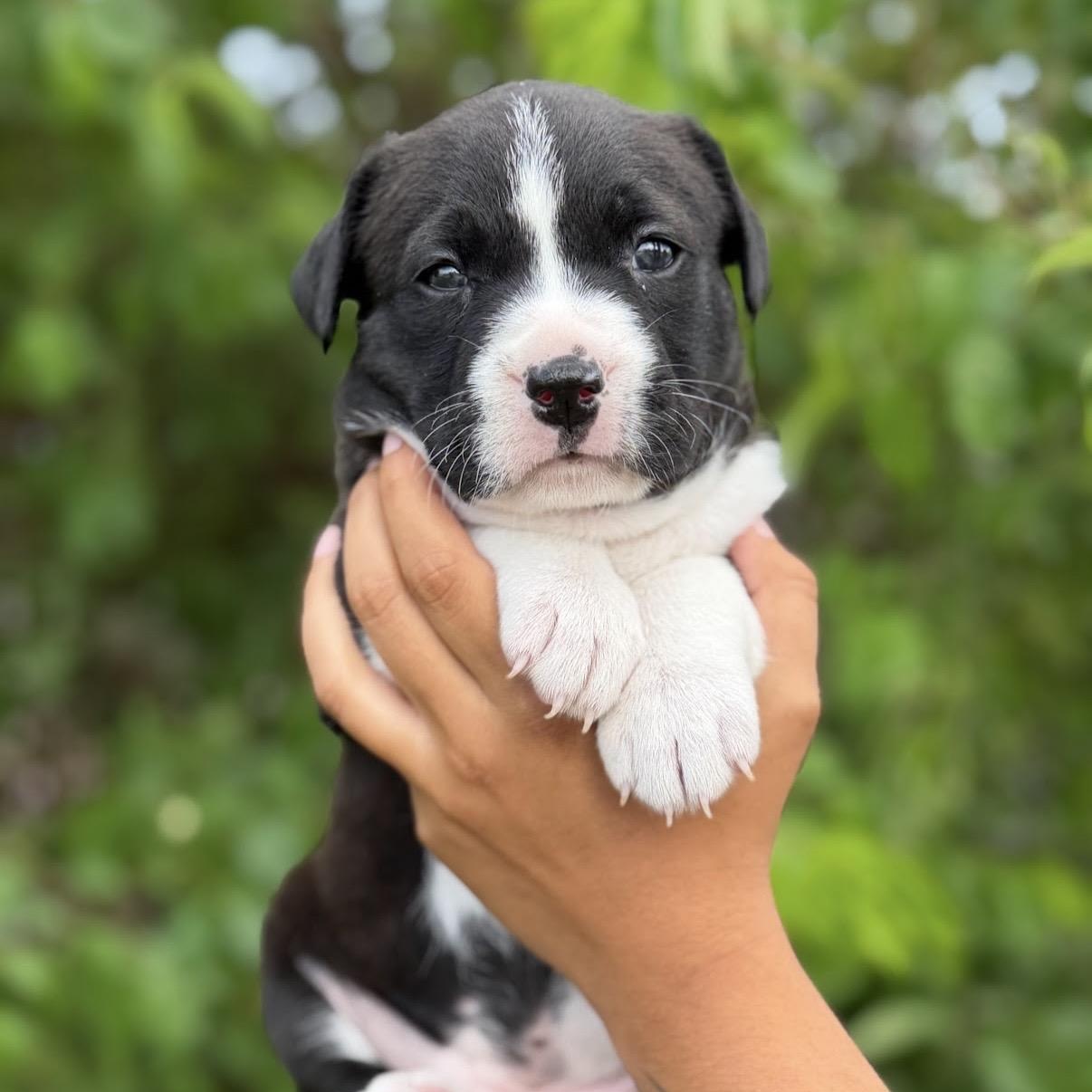 Rollie Pollie, an adoptable mixed breed in South Saint Paul, MN image 3/5