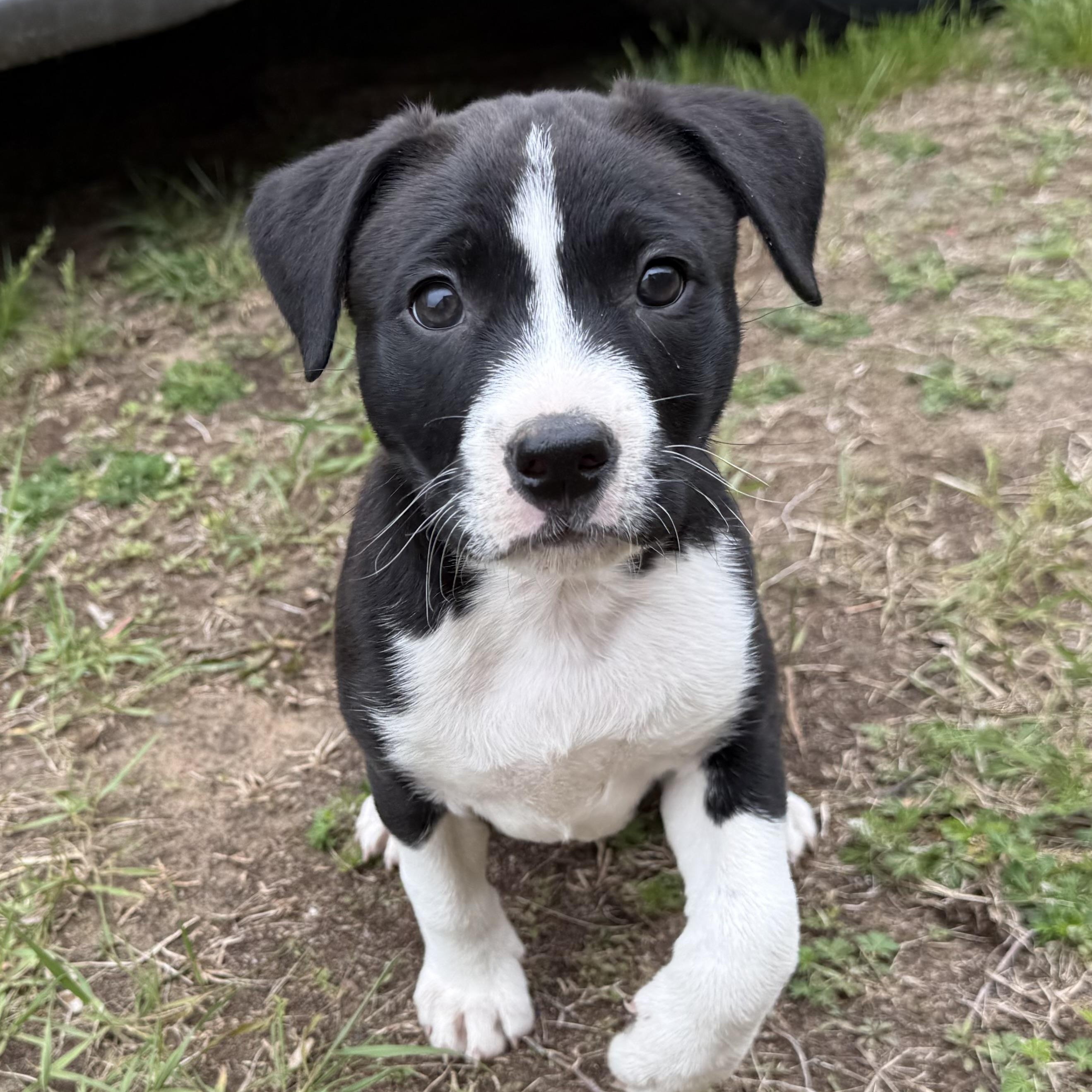 Rollie Pollie, an adoptable mixed breed in South Saint Paul, MN image 1/5