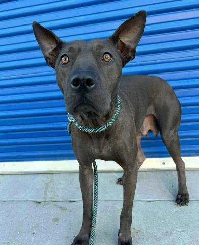 Enlarge Molly, a Adoptable mixed breed in Thousand Oaks, CA image 1/2