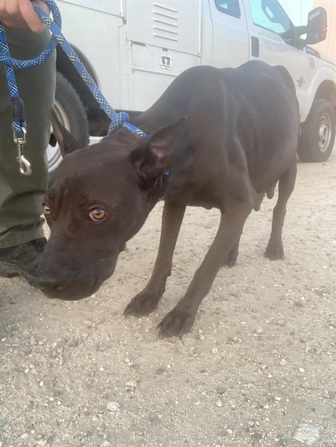 Enlarge Molly, a Adoptable mixed breed in Thousand Oaks, CA image 2/2