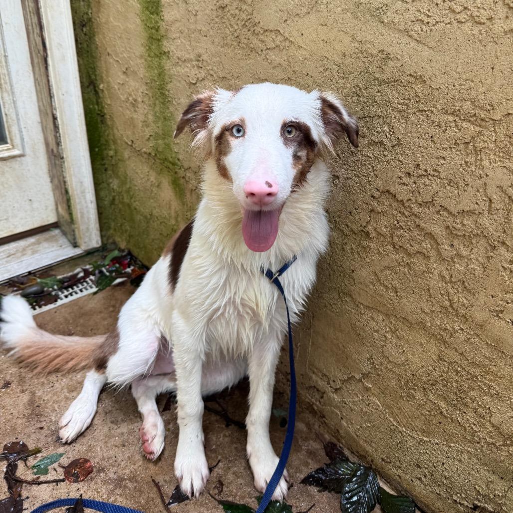 Enlarge Peg, a Adoptable Australian Shepherd in West Chester, PA image 2/2