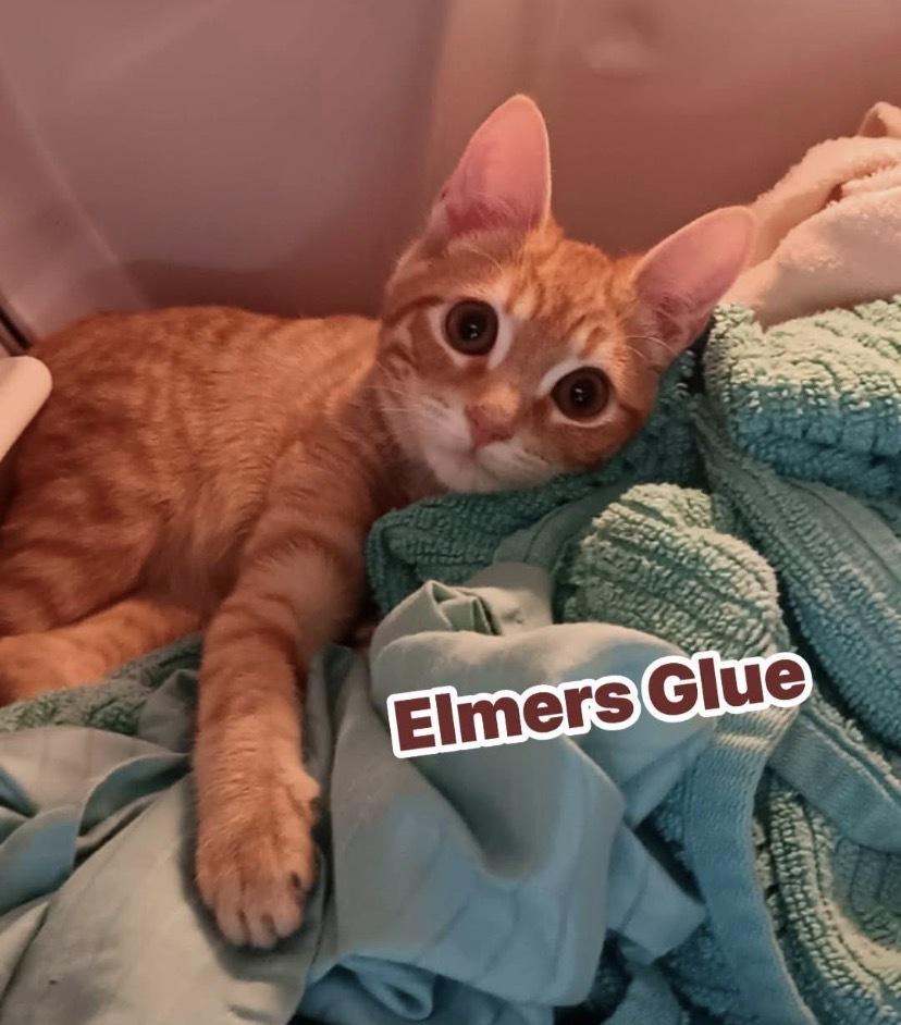 Enlarge Elmers Glue, a Adoptable Domestic Short Hair in Clarksville, TN image 3/5