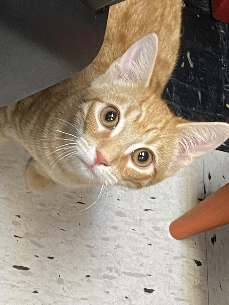 Enlarge Elmers Glue, a Adoptable Domestic Short Hair in Clarksville, TN image 4/5