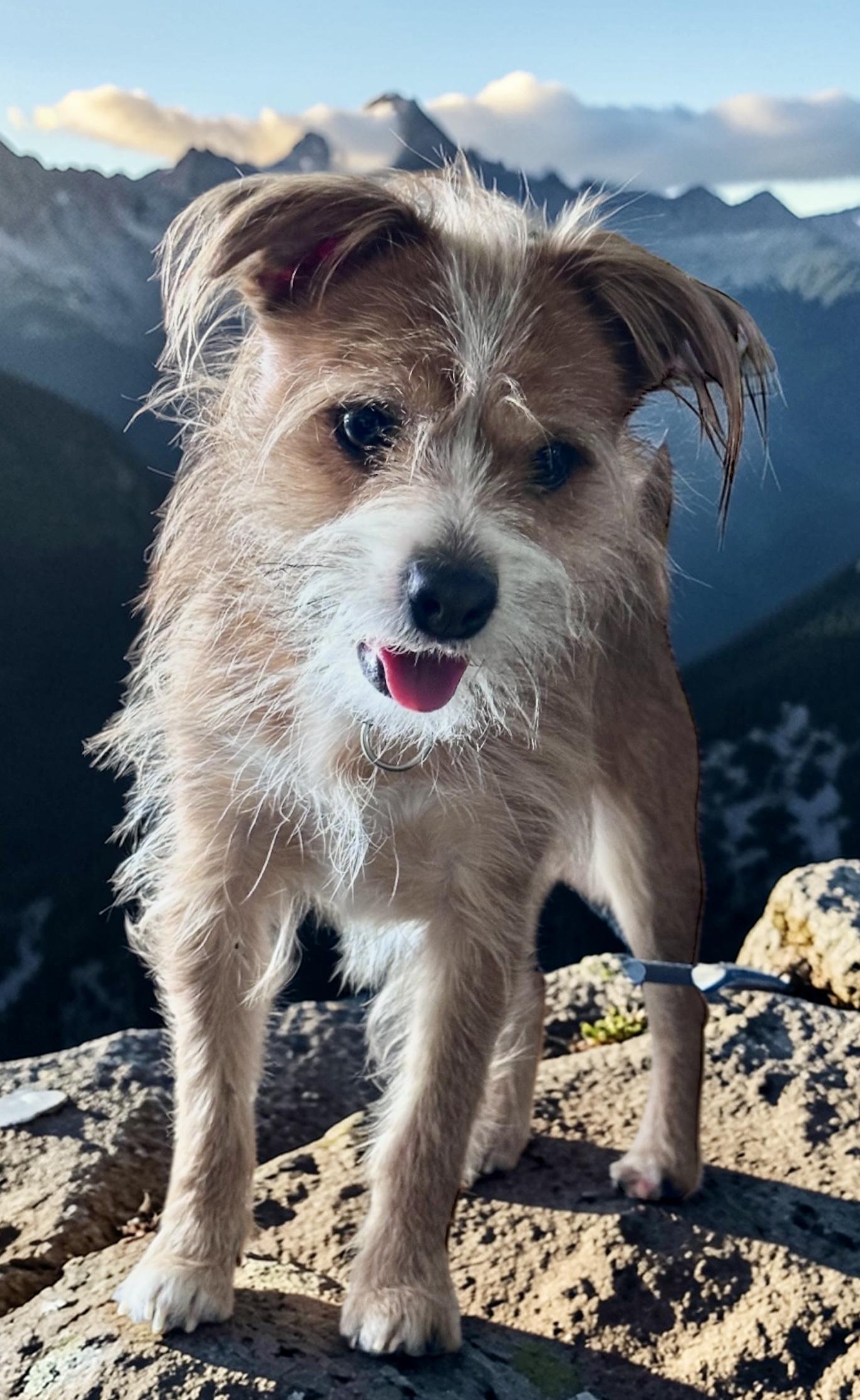Tippy, a Adoptable mixed breed in Soldotna, AK image 3/4
